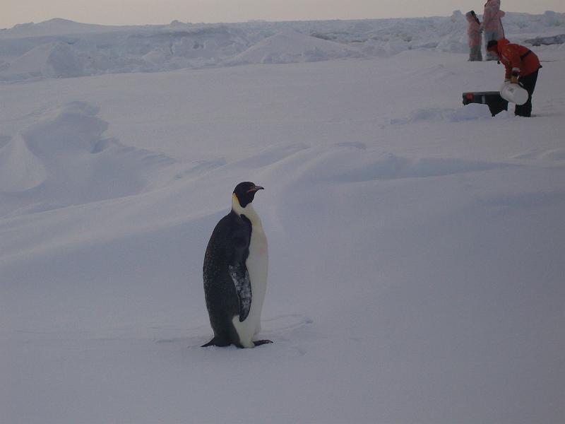 First close penguin siting of SIMBA 9.jpg